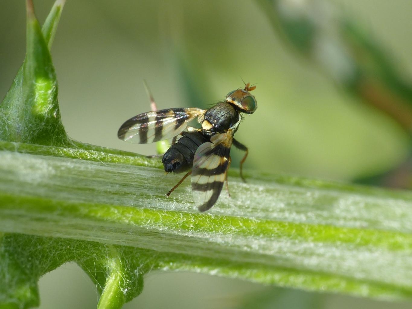 Euleia heraclei? No. Urophora cfr solstitialis